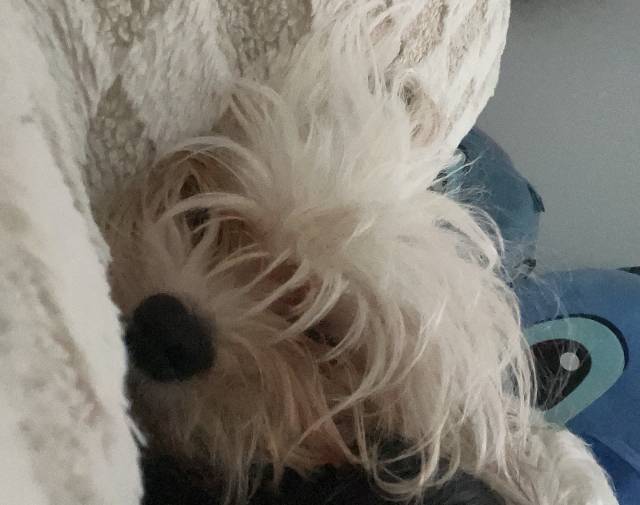 Benji Gallery Image 4