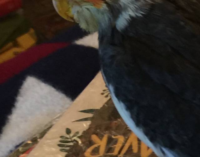 Sweetie Tiel  Profile Image