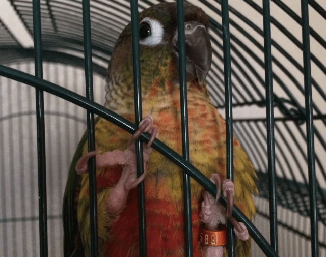 Niko Gallery Image 3