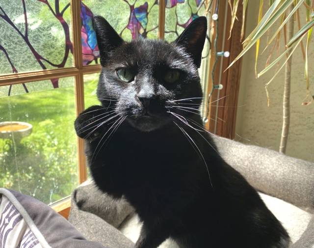 Salem Profile Image