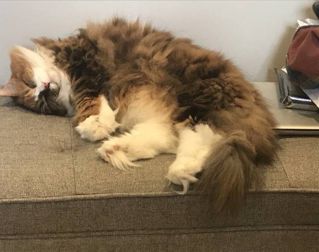 Gabby attempting to supervise her working humans