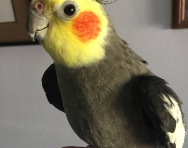 Simon Profile Image
