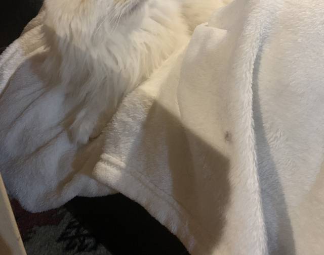 Fluffy Profile Image