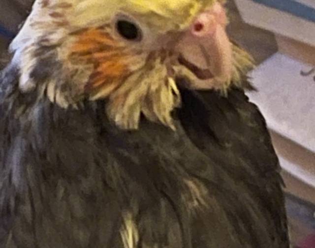 Sweetie Tiel  Gallery Image 1