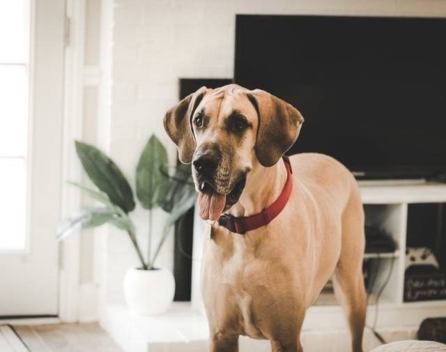 Odie Profile Image