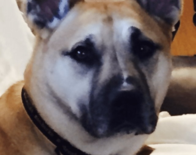 Shelby  Profile Image