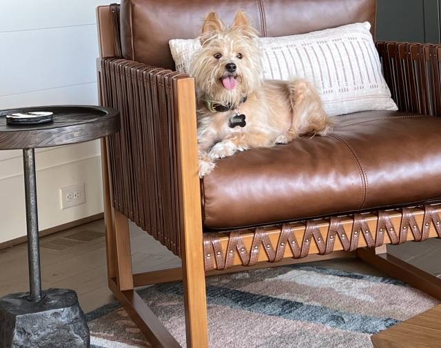 Ollie Gallery Image 3
