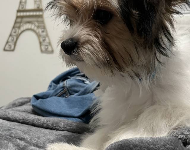 Benji Gallery Image 2