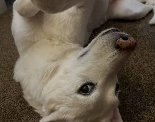 Waiting for belly rubs.