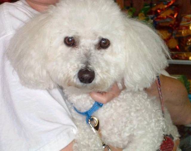 COOKIE PICCOLINA Profile Image