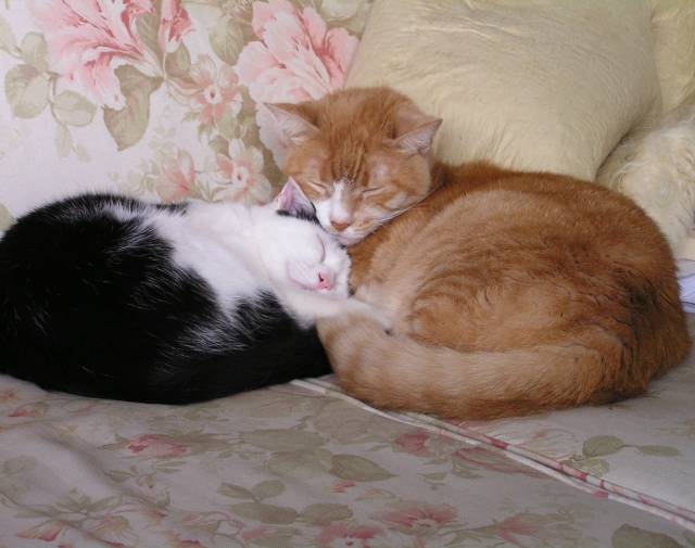 Zuma curled up wth Clawed, who taught him the house rules (such as the value of a good catnap)