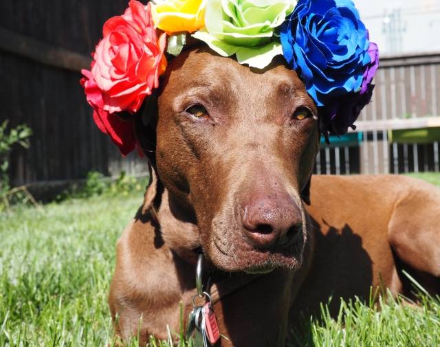 Kona - Pride