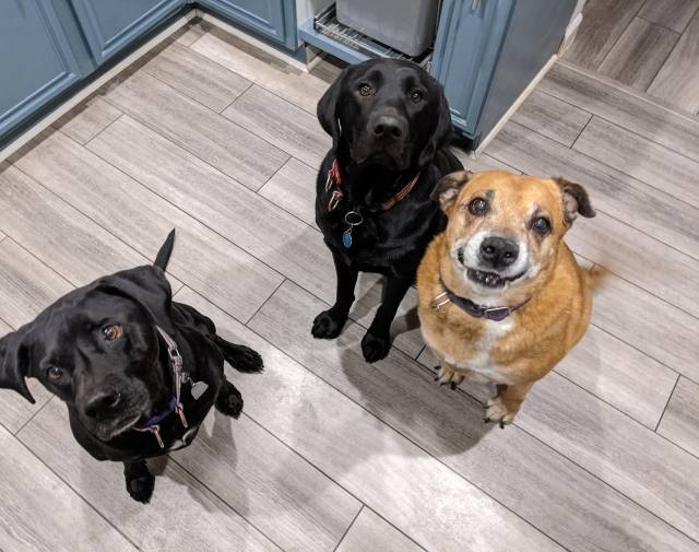 Cinnamon with her doggy besties