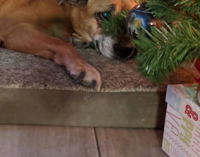 Cinnamon Last Christmas