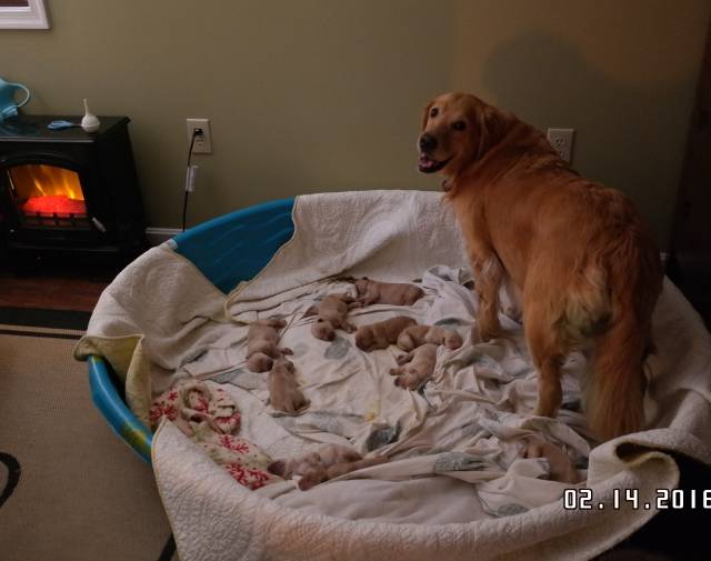 Proud Hero Zoe with her 10 babies
