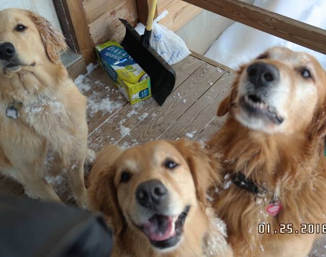 Zoe with her love, Nash Nash (R), and her Puppy Roxie (L)