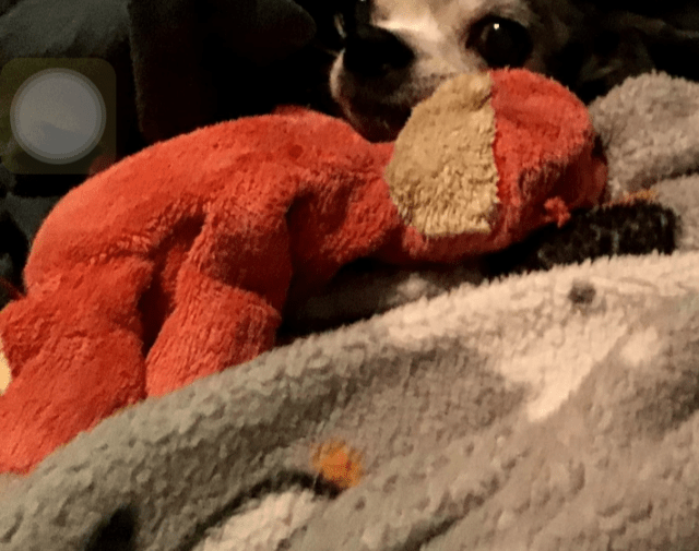 Allie (buggie) Gallery Image 2