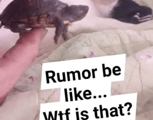 Rumor Gallery Image 7