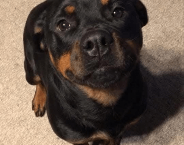 Lola Profile Image