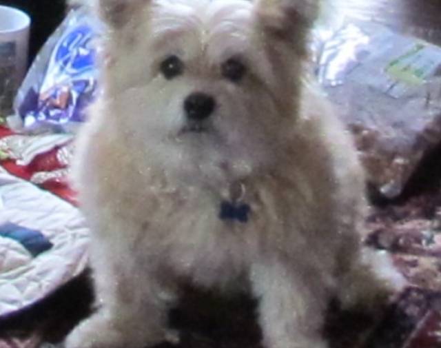 Scruffy Profile Image