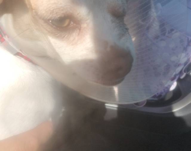 Lilly 1yr old chihuahua 