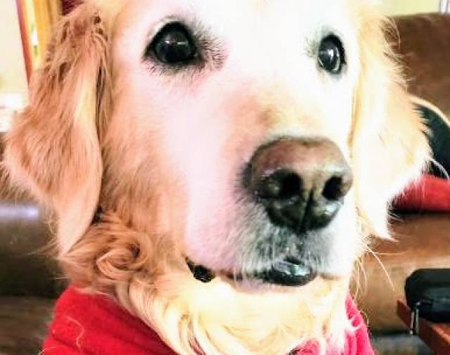 Sunny SuperDog Gallery Image 8