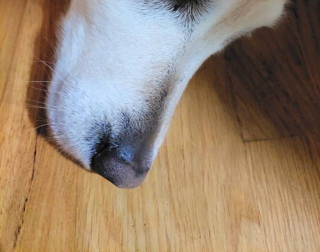 Sunny SuperDog Gallery Image 2