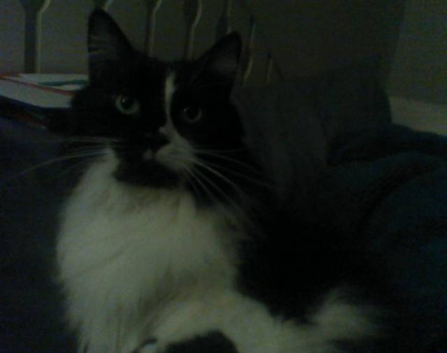 Sylvester Profile Image