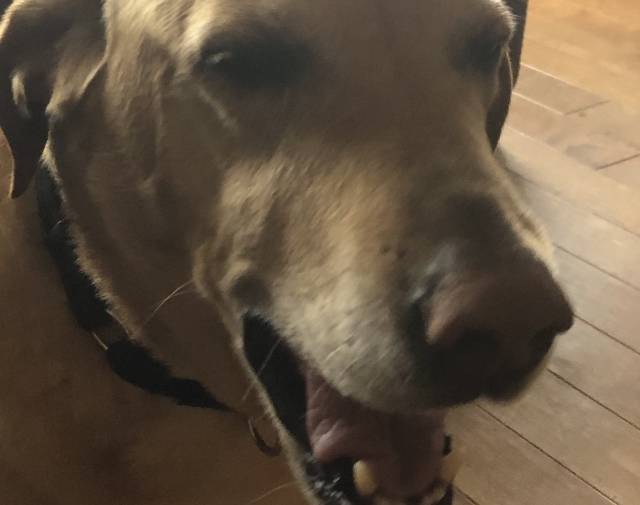 Wrigley Profile Image