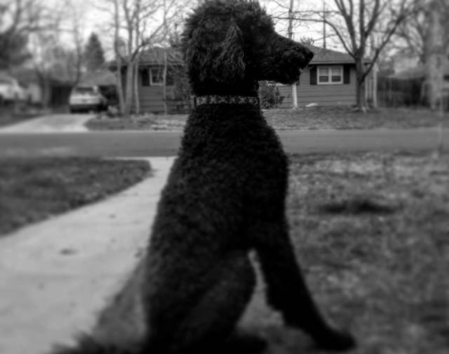 Boo The Wonderdog Knaddison Profile Image