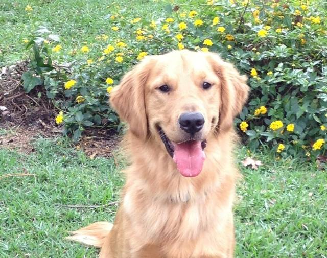 brody