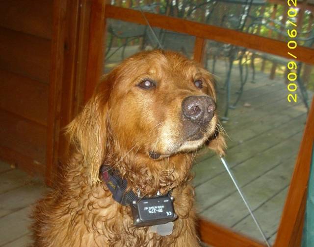 goldy