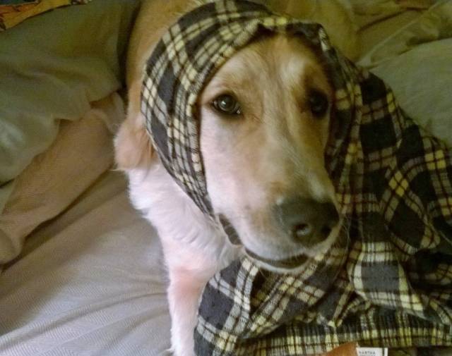 Sunny SuperDog Gallery Image 7