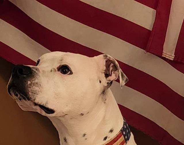 I'd vote for him 