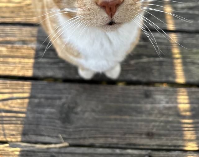 Morty