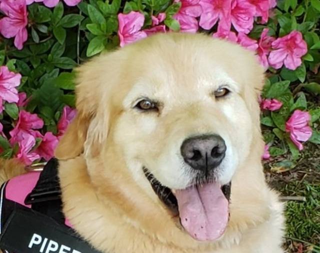 Piper Profile Image