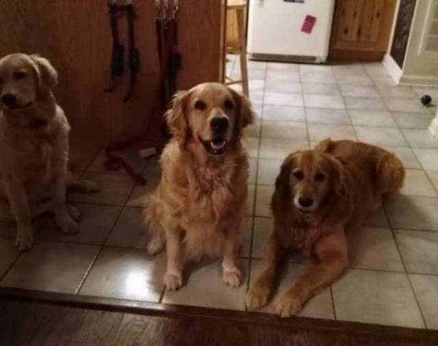 Zoe with her love, Nash Nash (R) and Roxie (L)