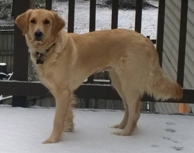 Sunny SuperDog Gallery Image 7