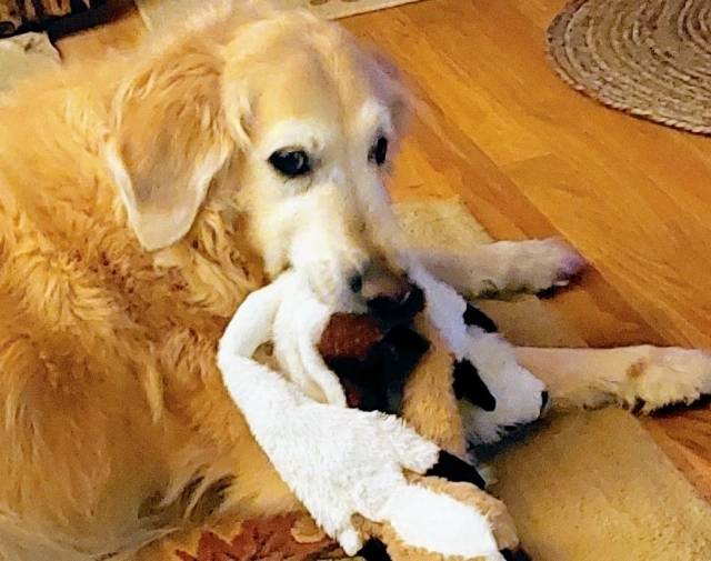 Sunny SuperDog Gallery Image 3