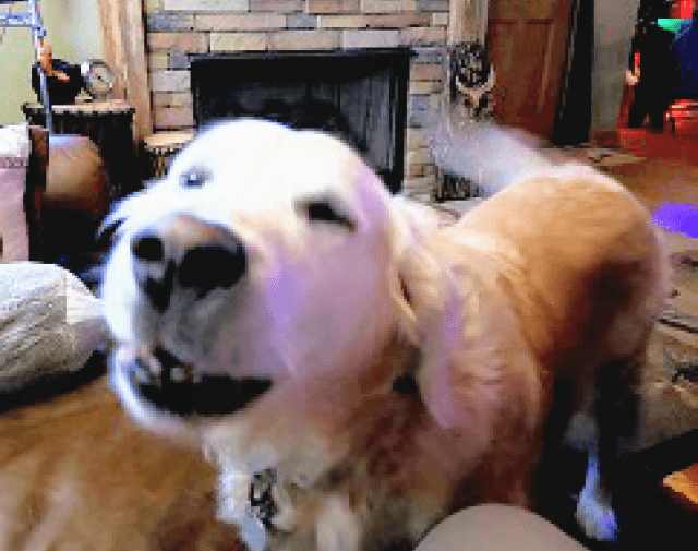 Sunny SuperDog Gallery Image 4
